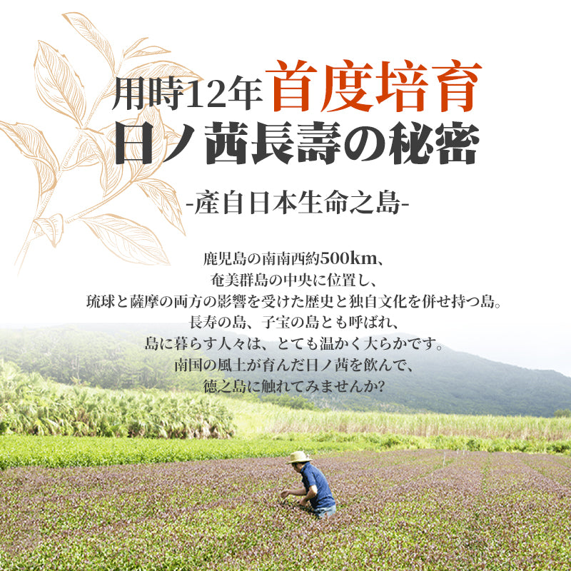 日本世界自然遺產鹿兒島長壽茶