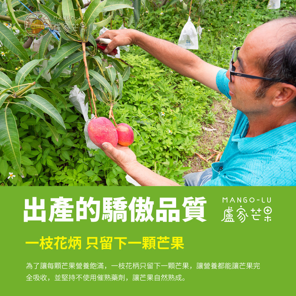 盧家芒果-枋山產完熟愛文芒果5公斤裝(10-12個)(預購產品，6月初空運到港)(5月22日截單)