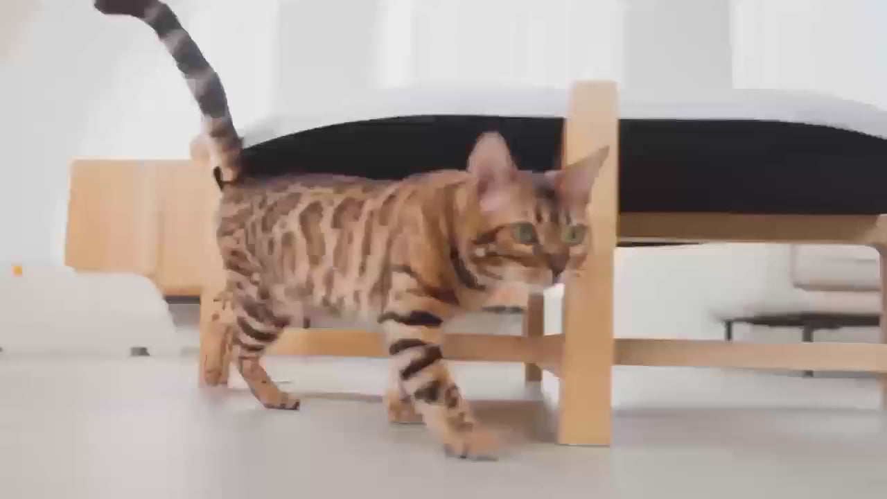 Load video: One For Pets-全開放式自動貓砂機